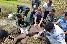 出生6天的小象被象群遗弃 西双版纳多部门联合施救图片