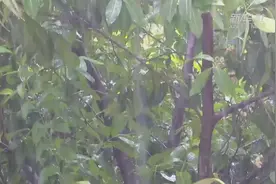 永远的“丽影”视频封面