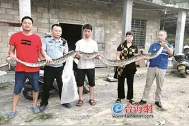 泉州：4米多长巨蟒“囫囵吞羊”图片