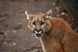 美国5岁男孩遭美洲狮袭击 母亲徒手击退狮子图片