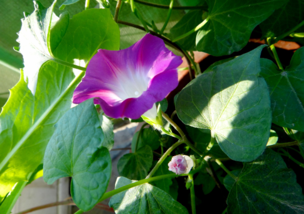 欣然怒放的意思是（智简佳音81百花园里百花开）