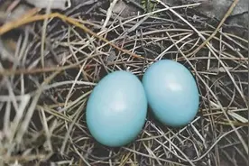会龙山发现两枚蓝色鸟蛋图片