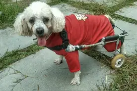 武汉这只“励志犬”靠“前脚+后轮”行走，爱心阿姨领养十年不离不弃图片