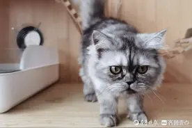 国内高校首只克隆猫“征婚”，目前已有看好的对象，还得过体检关图片