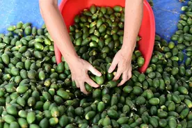 被土耳其认定为“毒品”的槟榔，为何在我国还能每年狂卖百亿？图片