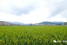就在福州！周杰伦的《稻香》藏这了！「区县头条」图片