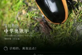 「云南生物多样性数字化百科图谱」节肢动物·中华奥锹甲：识相的，离我远点图片