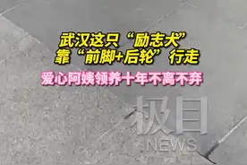 武汉这只“励志犬”靠“前脚+后轮”行走，爱心阿姨领养十年不离不弃图片