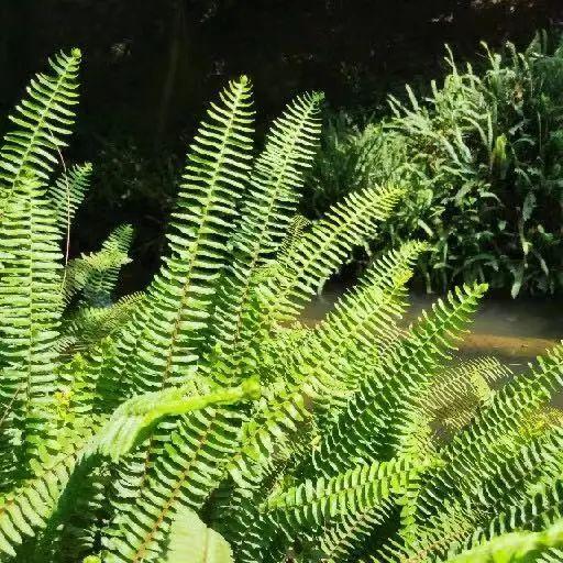 这些生长在“荫头里”的植物，你认识几种？