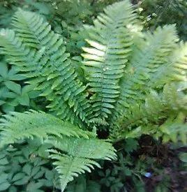 这些生长在“荫头里”的植物，你认识几种？