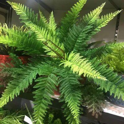这些生长在“荫头里”的植物，你认识几种？
