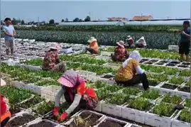 泡沫箱栽植韭菜，带出致富大市场图片