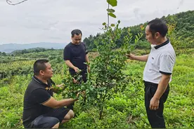 思南县：油茶果果挂树梢 丰收喜悦满上腰图片