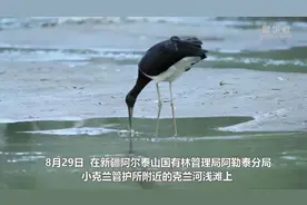 国家一级保护濒危鸟类黑鹳现身新疆阿勒泰市视频封面