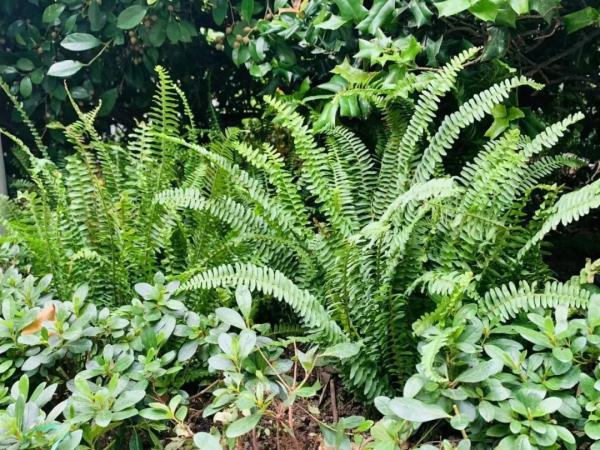 阴生植物有哪些（这些生长在荫头里的植物）