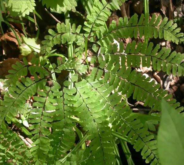 这些生长在“荫头里”的植物，你认识几种？
