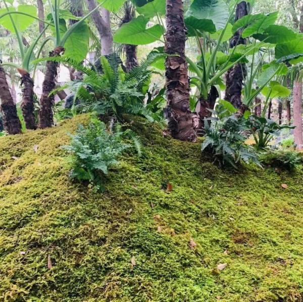 这些生长在“荫头里”的植物，你认识几种？