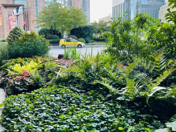 这些生长在“荫头里”的植物，你认识几种？