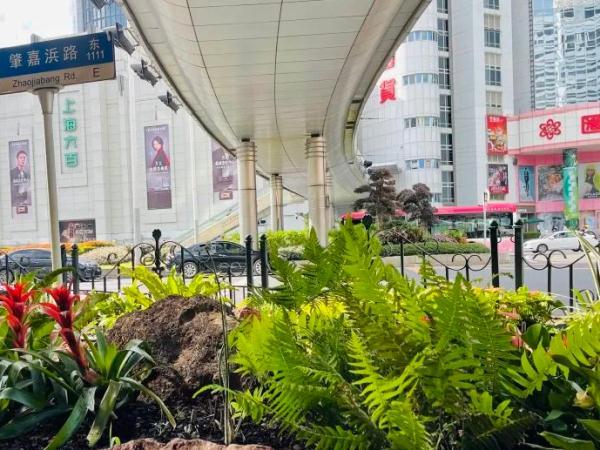 这些生长在“荫头里”的植物，你认识几种？