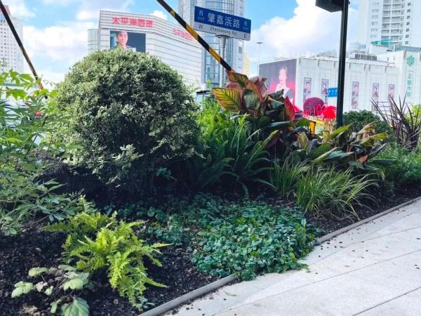这些生长在“荫头里”的植物，你认识几种？