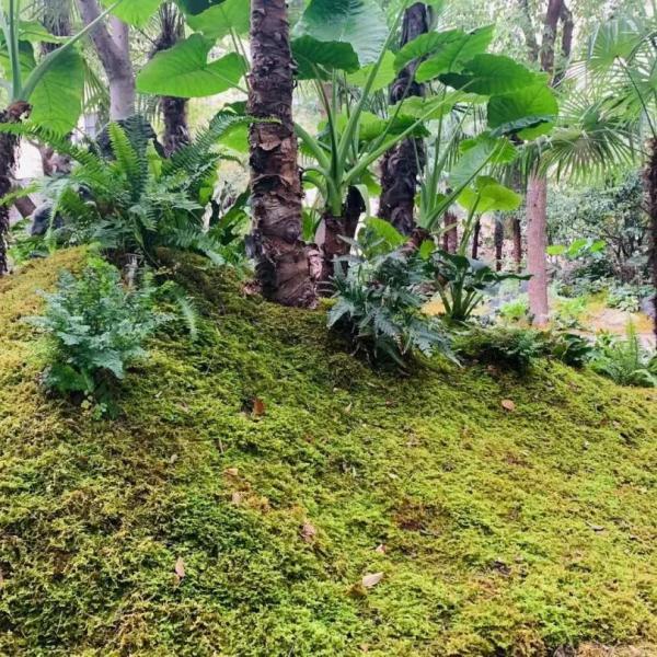 这些生长在“荫头里”的植物，你认识几种？