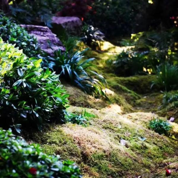 这些生长在“荫头里”的植物，你认识几种？