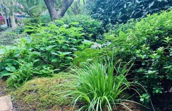 这些生长在“荫头里”的植物，你认识几种？