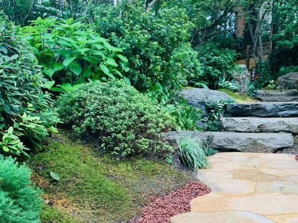 这些生长在“荫头里”的植物，你认识几种？
