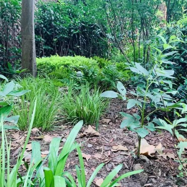 这些生长在“荫头里”的植物，你认识几种？