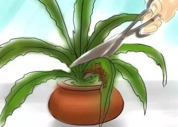 这些生长在“荫头里”的植物，你认识几种？
