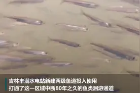 吉林丰满水电站鱼道启用 打通鱼类洄游通道视频封面