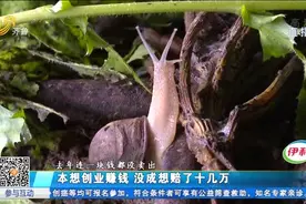 女子创业养蜗牛，该回收时公司却找不到人，2年投入15万一分没赚视频封面