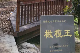 一粒小橄榄 成就幸福村图片