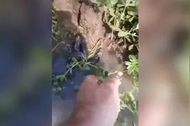 俄罗斯男子在农田里抓到5只尾巴缠在一起的老鼠图片