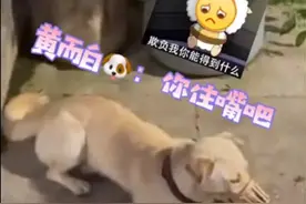 盘点狗狗们不宜食用的食物图片