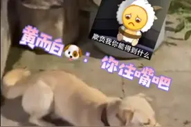 盘点狗狗们不宜食用的食物图片