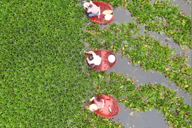 淮安200亩菱角成熟，航拍菱农划船采摘如画中游