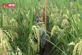 2米高巨型稻在重庆试种成功 袁隆平的“禾下乘凉梦”成真了视频封面