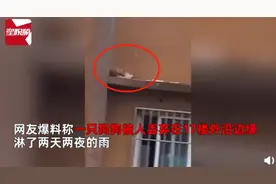 小狗被遗弃在17楼边缘淋雨2天2夜，爱心人士连夜救援图片