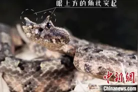 “龙”角奇蛇现身浙江乌岩岭“天然生物基因库”再添新物种图片