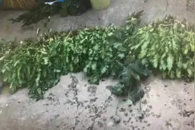 壹现场丨非法种植罂粟苗“当青菜吃”北京平谷一村民被判刑图片