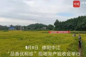 亩产800多公斤的狂风“站”士！揭秘四川水稻新秀“品香优秱珍”图片