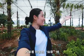 “人间仙草”长啥样？跟我一起去看看图片