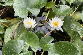 郑州下午依然是“噼里啪啦”周五河南再迎又一轮连阴雨过程图片