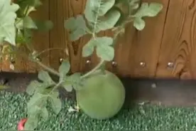 浙江小男孩暑假作业种西瓜，成熟后被偷了：我每天给它浇水，心都碎了...图片