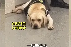 “见肉不吃”的南京警犬火爆全网！嘴上不吃，身体却有点诚实……图片