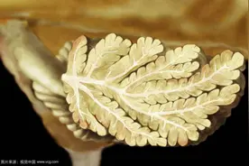 神经科学视角 | 身材虽小，本领不少——浅议小脑图片