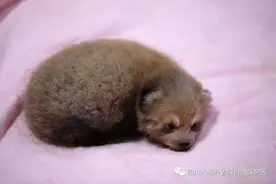 出生不足两月，小熊猫幼崽被巡护员救助图片