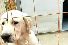 双阳男子拉布拉多犬丢失心急如焚，2000赏金寻狗图片