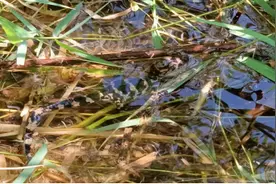 安徽野生扬子鳄顺利孵化：一窝鳄卵孵化出25条图片